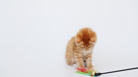 4k Ginger Cat hunting for a mouse on white isolated background. Funny red Kitten trying to catch the toy.
