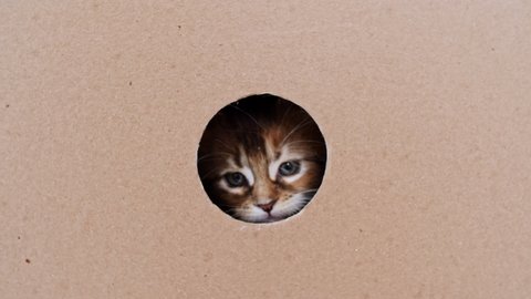 4k Striped Grey Kitten Getting out From Hole in a Cardboard Box. Cat Hiding in Box.