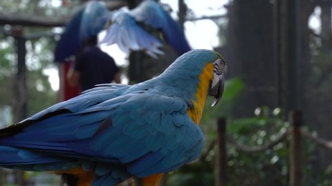 Arara Canindé eating and flying freely within a park. It is a little smaller than other macaws and has a very colorful plumage. Canindé macaw Originally from Brazil