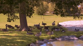 A beautiful sunny day, as the goose  gathered under a shady tree near the pond. The pond is surrounded by beautifully placed rocks. The perfect bucolic scenery. Nature at its best! 4k