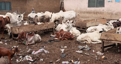 ACCRA, GHANA - 20 JUL 2021: Livestock cattle goats poor Muslim neighborhood Nima Accra Ghana. West Africa. Many towns, villages communities have livestock, cows goats