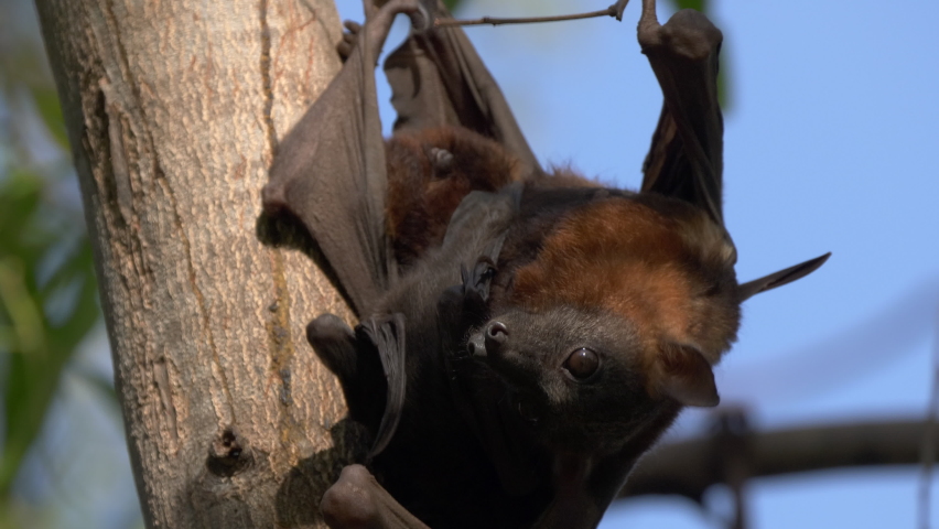 close up of black fruit bats at nitmiluk gorge, also known as katherine gorge, at nitmiluk national park in the northern territory Royalty-Free Stock Footage #1077709181
