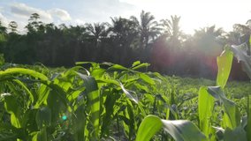 Corn plantation, Corn plantation farm for the agricultural industry.  crops for export. Footage clip
