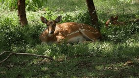 Shot of deer with white spots sitting on grass, Chital deer video clip