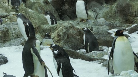 King penguins and Gentoo penguins behind the glass of enclosure at the zoo.