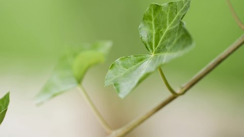 A single ivy tendriles in the wind. It is a macro shot, the background is out of focus.