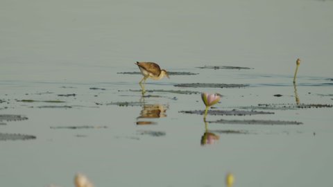 a tracking shot of a comb-crested jacana walking on lily pads at marlgu billabong of parry lagoons nature reserve in the kimberley region of western australia