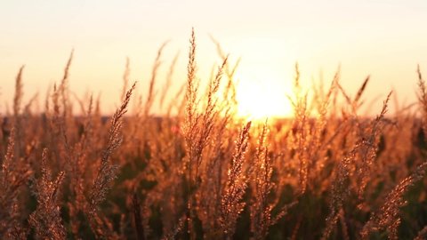 Dry grass-panicles of the Pampas against orange sky with a setting sun swaying in the wind. Nature, decorative wild reeds, ecology. Summer evening, dry autumn grass