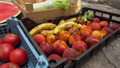 Fruit and vegetables in a dumpster, discarded uneaten. Spoiled rotten fruits in the trash. Food loss at the agricultural production and harvest. Heap of organic bio waste, compost