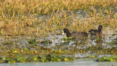 full shot of Eurasian coot or common coot or Australian coot or Fulica atra in golden hour light at wetland of keoladeo national park or bharatpur bird sanctuary rajasthan india
