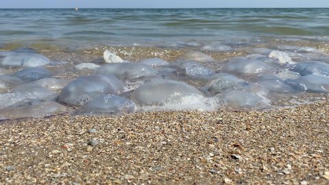 Jellyfish washed up on a beach. Jellyfish on the seashore close-up. Jellyfish on the seashore. Ecological disaster