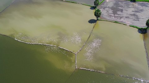 Flycam of ducks in flooded rice fields. Farmers often raise ducks in rice fields after harvesting rice in the Mekong Delta.