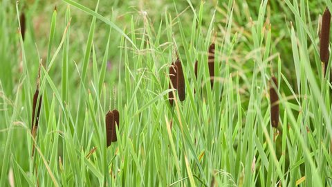 Typha latifolia (broadleaf cattail, bulrush, common bulrush, common cattail, cat-o-nine-tails, great reedmace, cooper's reed, cumbungi) is a perennial herbaceous plant in the genus Typha.