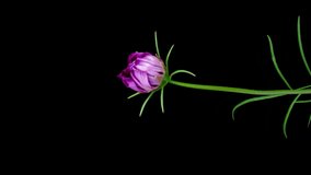 Cosmos flowers open closeup. Timelapse of bright pink colorful Cosmos flower blooming on black background. Springtime. Holiday bouquet. Mothers day, Easter concept. Vertical video