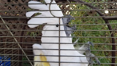 White cockatoo in a cage. Cockatoo flaps its wings in a cage. Cockatoo screams and flaps its wings in a cage