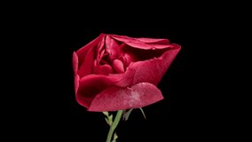 Beautiful fresh red rose opening, close up. Spa concept. Wedding, Birthday, Valentines day, Mothers day concept. Viva magenta