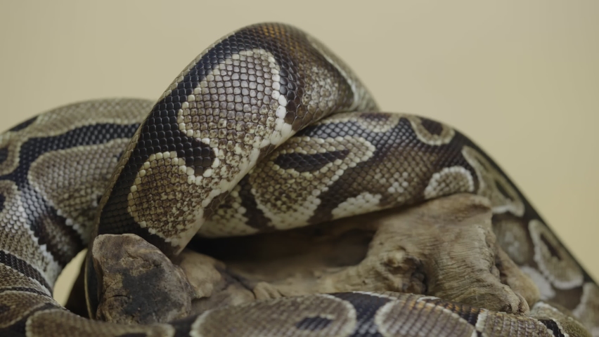 Royal Python or Python regius on wooden snag in studio against a beige background. A snake with a spotted pattern crawling and looking at the camera. Scaly reptile twisted in a curl. Close up.