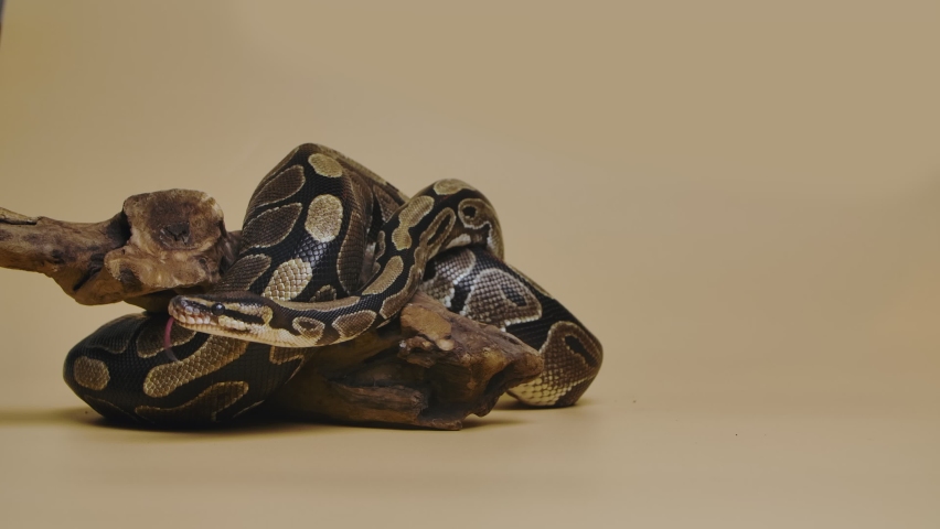 Royal Python or Python regius on wooden snag in studio against a beige background. A snake with a spotted pattern crawling and looking at the camera. Scaly reptile twisted in a curl. Slow motion.