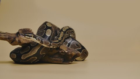 Royal Python or Python regius on wooden snag in studio against a beige background. A snake with a spotted pattern crawling and looking at the camera. Scaly reptile twisted in a curl. Slow motion.
