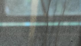 soft transparent white window curtains blowing in the wind against a blurry window background - Powered by Shutterstock - Get 15% off with code: PIKWIZARD15