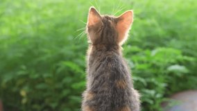A little tabby grey and ginger kitten small cat sits with his back and looking up outdoor on a green natural sunlit background