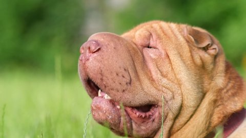 An old red-haired dog with large wrinkles looks away