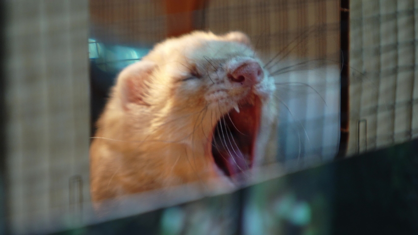sleepy domestic ferret (Mustela putorius furo) yawns, close-up. cute pet right after waking up or before bed