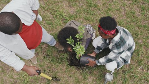 Top-view slowmo shot of African American family of three putting small tree or shrub inside planting hole and watering it properly outdoors in park on summer day