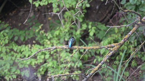 Beautiful blue Kingfisher bird, Common Kingfisher Alcedo atthis, sitting on a branch. The bird turns its head.