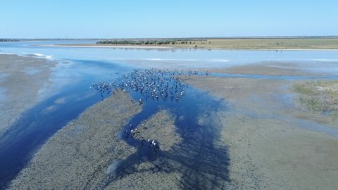 Aerial view of a large flock of birds on the lake in its natural habitat. Anthropoides virgo, demoiselle crane.