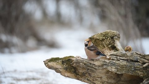 Hawfinch Coccothraustes coccothraustes. Songbirds in winter in the forest on a bird feeder.