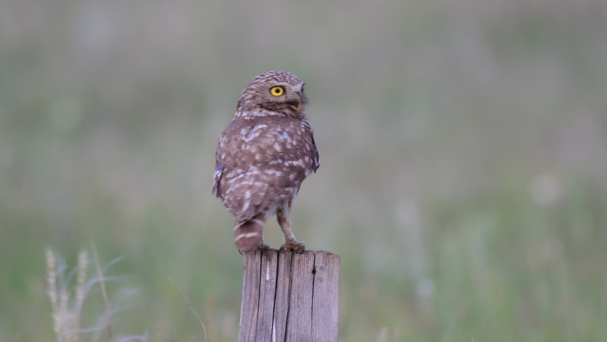 Little owl screams shrilly. Athene noctua. In the wild. Close up. Royalty-Free Stock Footage #1077743780