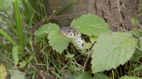 Grass Snake Head Looking Out From Some Leaves