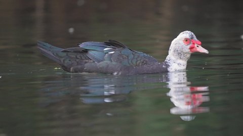 Close up track shot of swimming american Muscovy duck in lake - Cairina Moschata Species in Wilderness