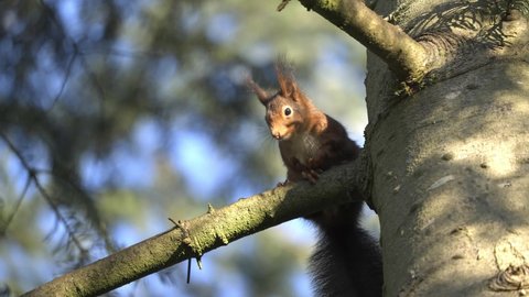Eurasian red squirrel perched on a tree branch, Veluwe National Park, Netherlands