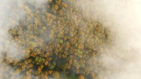 smoke above forest aerial video. dense white smoke rising from wildfire. deforestation concept, wild fires 2021, air pollution, global climate crisis. autumn forest