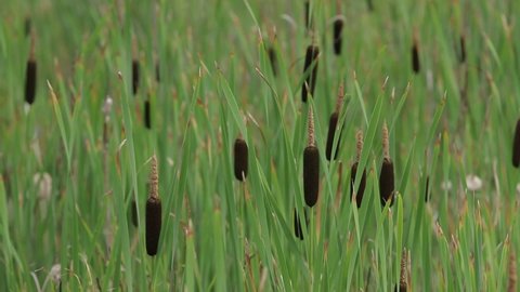 Typha sways in the wind. A plant growing on the shore of a reservoir close-up.