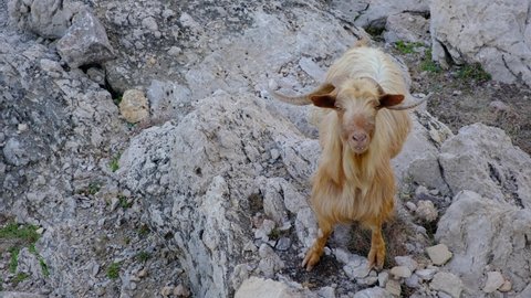 A Long Haired Mountain Goat In Majorca Looking At The Camera With Copy Space