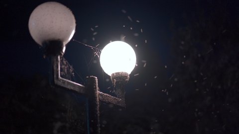 Swarm insects flying around street lights at night. Luminous lantern is surrounded by flying mosquitoes. The mosquitoes are attracted by the bright light and the heat