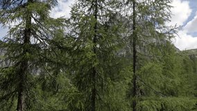 Dolomites near Tre Cime die Lavaredo with forest, 4k video footage