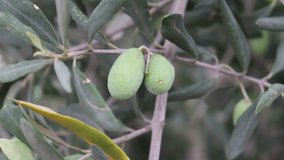 Ripe Olive on a tree. Growing Mediterranean Olives closeup. 