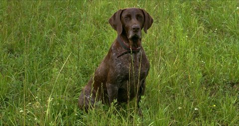 German Shorthaired Pointer dog sit in grass waiting.  ProRes