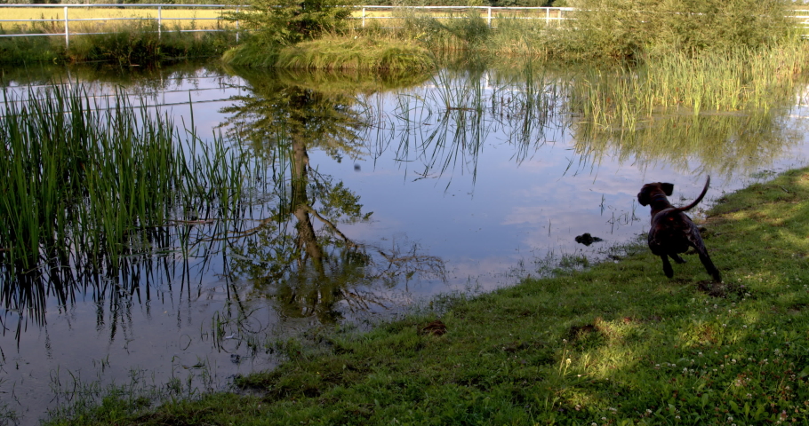 German Shorthaired Pointer dog jump into water. Water splash. ProRes
