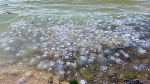 Invasion of jellyfish on the seashore. Environmental pollution. Jellyfish washed up on a beach. 