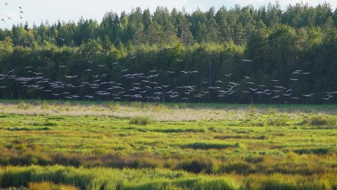 Pan shot of tens of flying common cranes (grus grus) in Degernas reserve in Northern Sweden, close up of a big swarm of migratory birds. Autumn migratory birds, original loud birds sound included