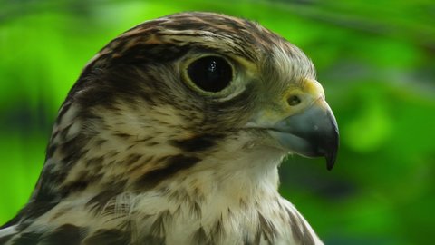 Saker Falcon looks at the camera. Wild bird nature background. Portrait of falco cherrug. Bird of prey wildlife. Formidable Saker Falcon.