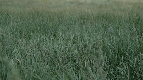 Slow motion video of the movement of grass from the wind