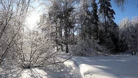 Slow motion video of walking through Siberian winter  forest under the snow. Novosibirsk, Siberia, Russia.
