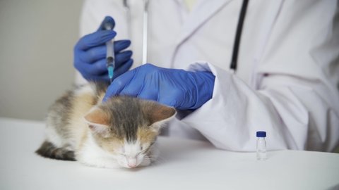 Veterinarian young woman prepares injection for kitten vaccine. Animal clinic vaccination
