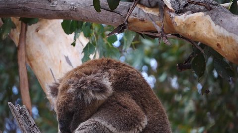 Koala climbing an eucalyptus tree in Kangaroo Island, in South Australia. This marsupial can only be found in Australia.